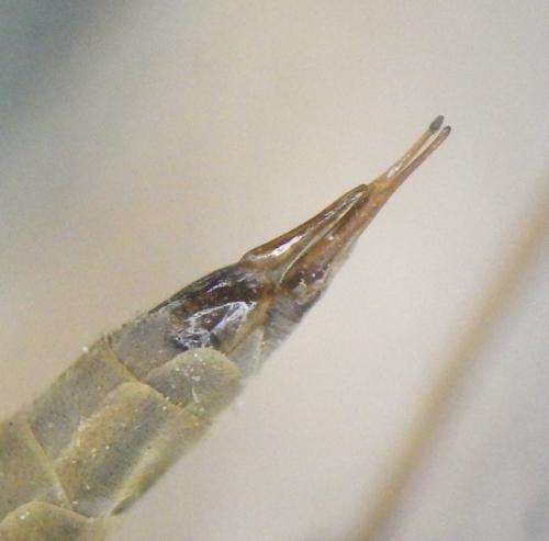 Réf. 279 920 : Tipula oleracea